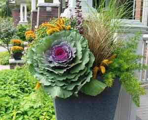 Cabbage(Brassica oleracea)