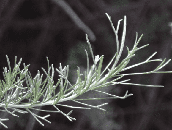 California sagebrush