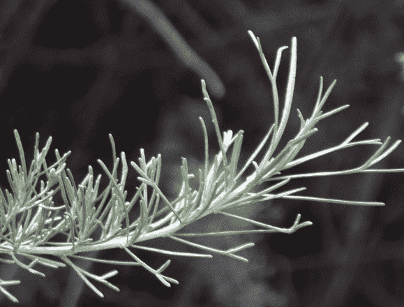 California sagebrush