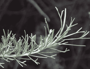 California sagebrush(Artemisia californica)