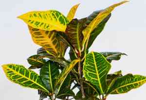 Garden croton(Codiaeum variegatum)