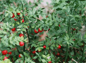 Butcher's-broom(Ruscus aculeatus)