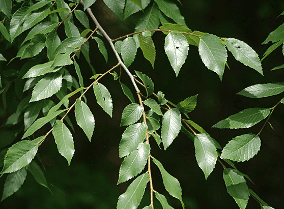 Winged elm