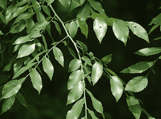 Winged elm
