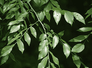 Winged elm(Ulmus alata)