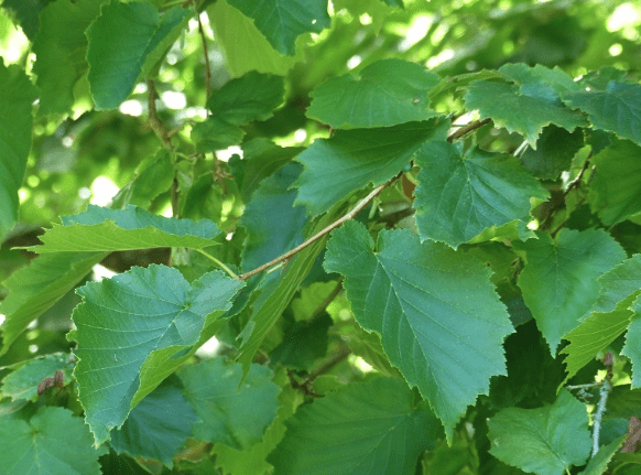 Turkish hazel