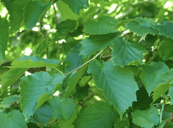 Turkish hazel