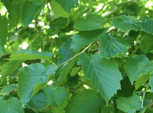Turkish hazel(Corylus colurna)