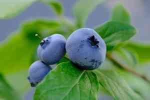 New jersey blueberry(Vaccinium caesariense)