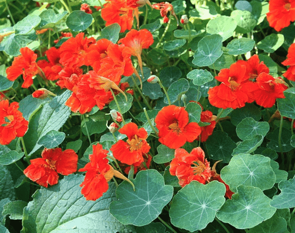 Garden nasturtium