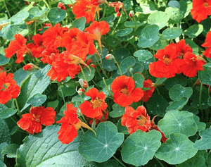 Garden nasturtium(Tropaeolum majus)