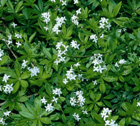 Sweet woodruff(Galium odoratum)