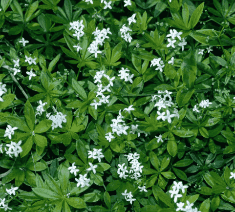 Sweet woodruff