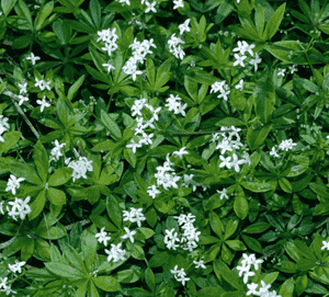 Sweet woodruff(Galium odoratum)
