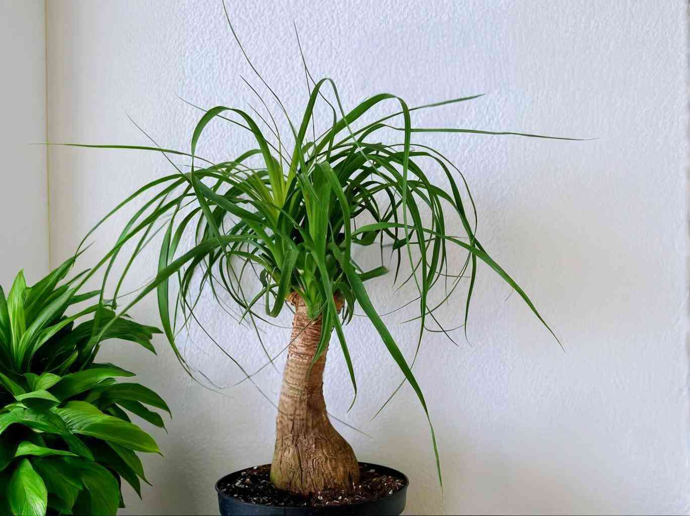 Ponytail palm