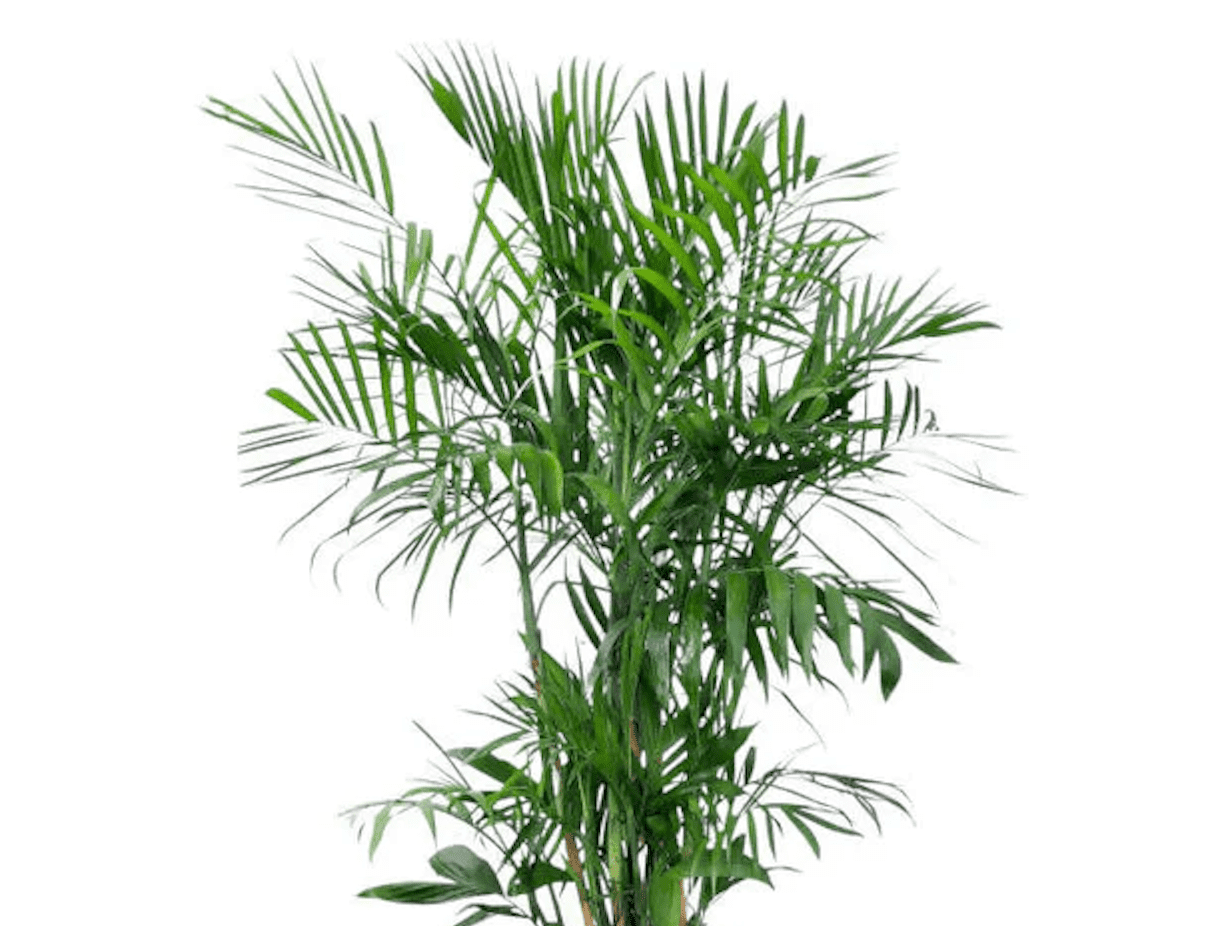 Bamboo palm