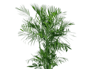 Bamboo palm(Chamaedorea seifrizii)