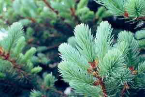 Sitka spruce(Picea sitchensis)