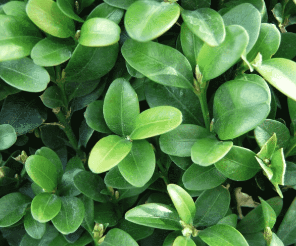 Common boxwood