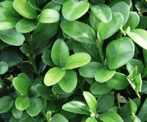 Common boxwood (Buxus sempervirens)