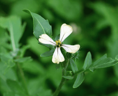 Arugula