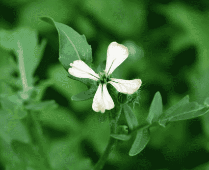 Arugula