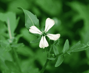 Arugula(Eruca vesicaria)