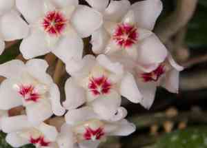 Porcelainflower(Hoya carnosa)