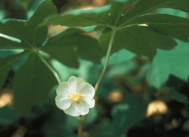 Mayapple