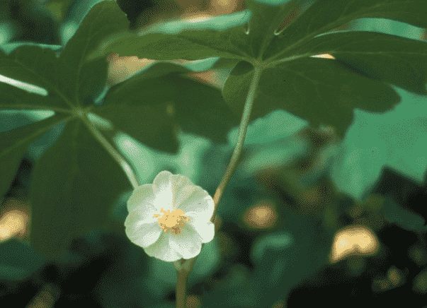 Mayapple