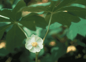 Mayapple(Podophyllum peltatum)