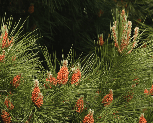 Maritime pine