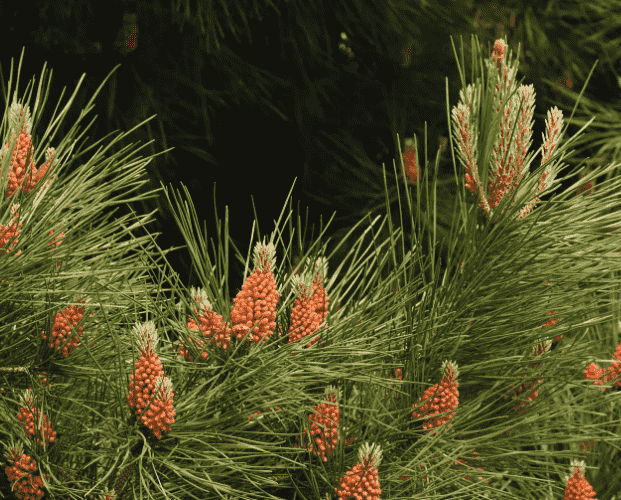 Maritime pine