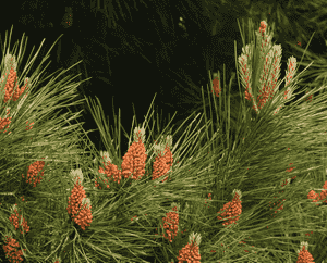 Maritime pine(Pinus pinaster)