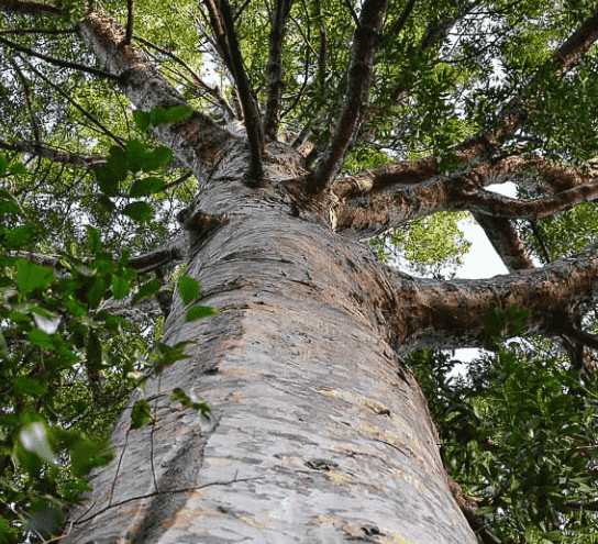 Smooth-barked kauri(Agathis robusta)