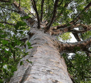 Smooth-barked kauri(Agathis robusta)