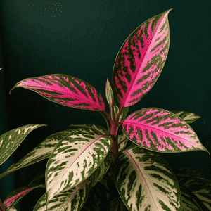 Rose-Painted Calathea(Goeppertia roseopicta)