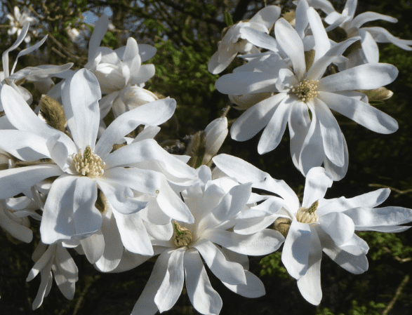 Star magnolia