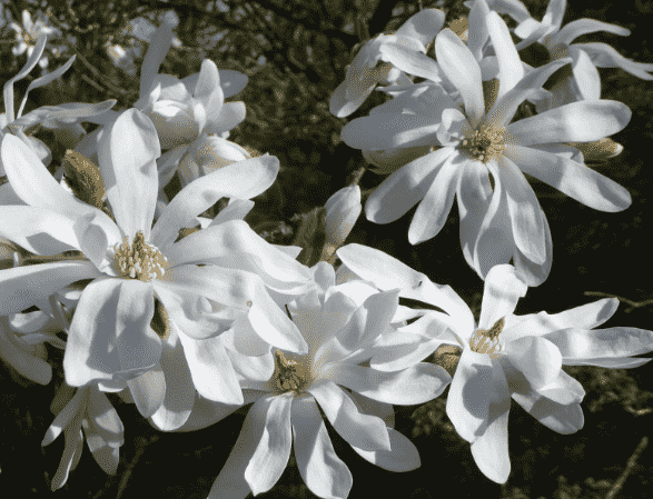 Star magnolia