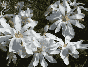 Star magnolia(Magnolia stellata)