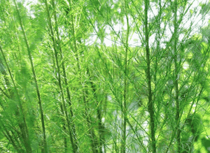 Dog fennel(Eupatorium capillifolium)