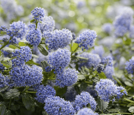 Blueblossom(Ceanothus thyrsiflorus)