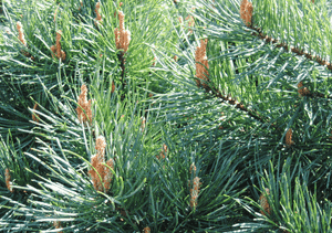 Scots pine(Pinus sylvestris)