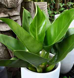 Philodendron Fat Boy(Philodendron martianum)