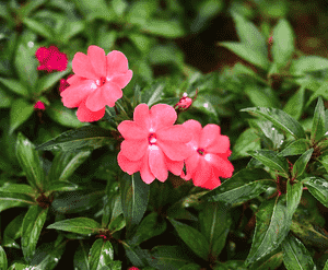 New guinea impatiens(Impatiens hawkeri)