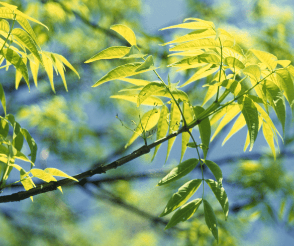 Blue ash(Fraxinus quadrangulata)