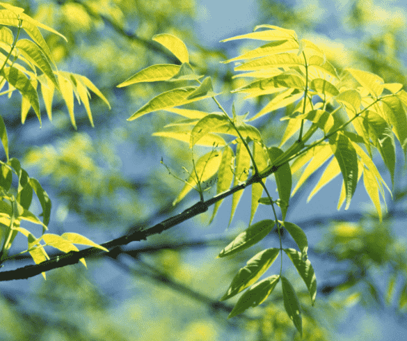 Blue ash(Fraxinus quadrangulata)