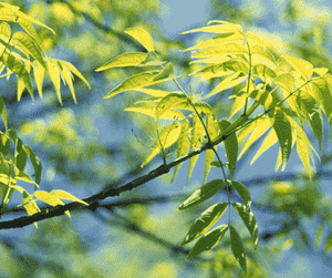 Blue ash(Fraxinus quadrangulata)