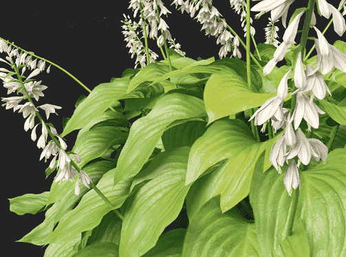 August lily(Hosta plantaginea)