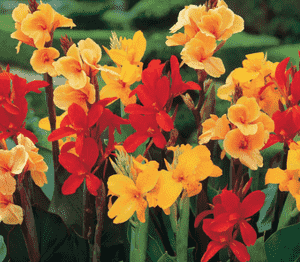 Indian shot(Canna indica)